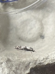 Blastodacna hellerella