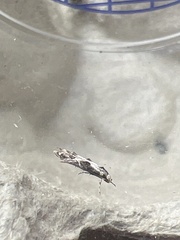 Blastodacna hellerella