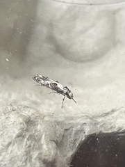 Blastodacna hellerella