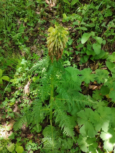 všivec (Pedicularis)