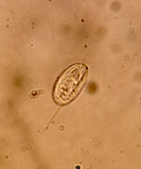 Entosiphon