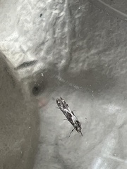 Blastodacna hellerella