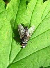 Metopia argyrocephala