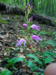 Cephalanthera rubra