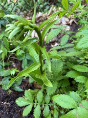 Epipactis helleborine
