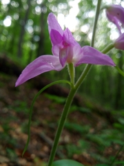 Cephalanthera rubra
