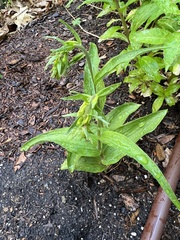 Epipactis helleborine