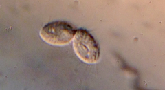 Spirotrichea