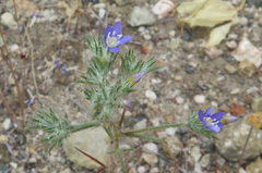 Eriastrum sapphirinum