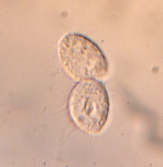 Spirotrichea