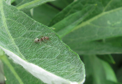 Formica francoeuri