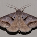 Common Ptichodis Moth - Photo (c) Rose A. Payne, some rights reserved (CC BY-NC), uploaded by Rose A. Payne