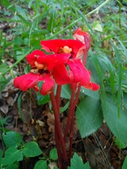 Phelypaea coccinea