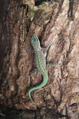 Phelsuma abbotti
