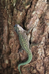 Phelsuma abbotti