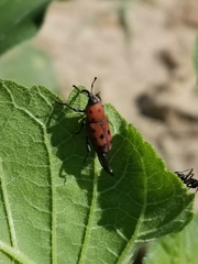 Rhodobaenus tredecimpunctatus
