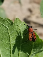 Rhodobaenus tredecimpunctatus