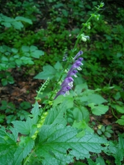 Scutellaria altissima