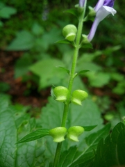 Scutellaria altissima