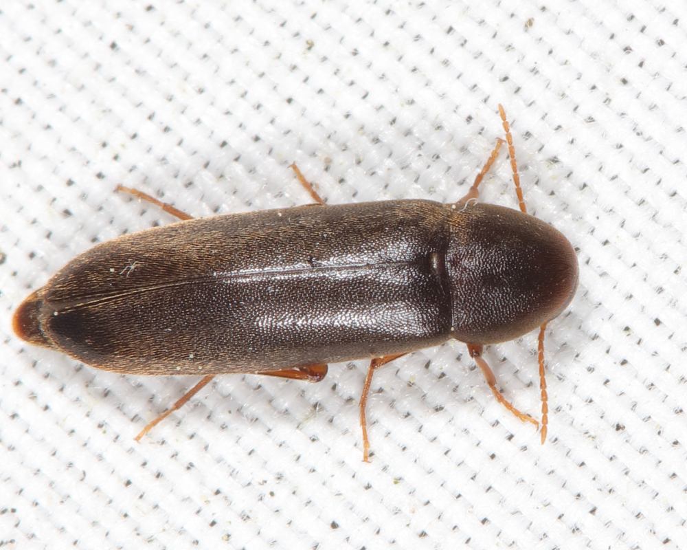 Dark False Darkling Beetle