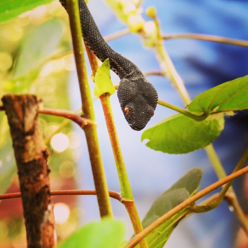 Trimeresurus purpureomaculatus