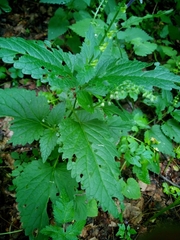 Scutellaria altissima