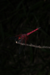 Trithemis selika