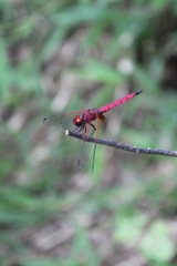 Trithemis selika
