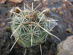 Coryphantha ottonis