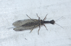 Phaeostigma