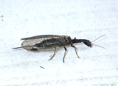 Phaeostigma