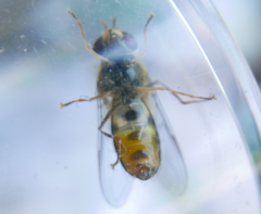 Lapposyrphus lapponicus