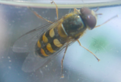 Lapposyrphus lapponicus