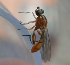 Sphegina sibirica