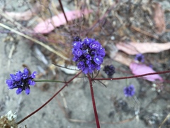 Gilia capitata chamissonis