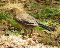 Turdus merula