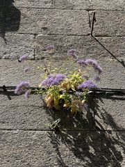 Trachelium caeruleum