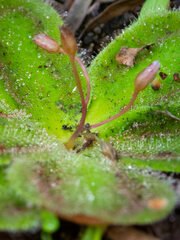 Drosera squamosa