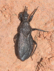 Coranus carbonarius