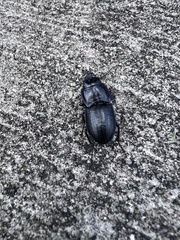 Pasimachus sublaevis