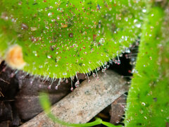 Drosera squamosa