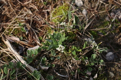 Eutrema edwardsii
