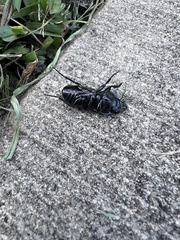 Pasimachus sublaevis