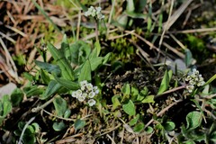 Eutrema edwardsii