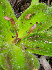 Drosera squamosa