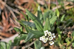 Eutrema edwardsii
