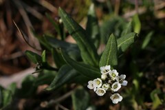 Eutrema edwardsii