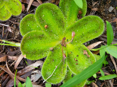 Drosera squamosa
