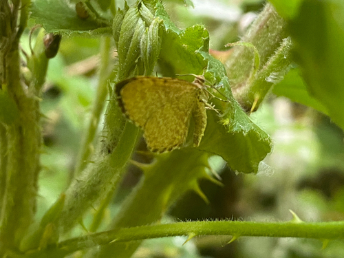 Euchoeca nebulata