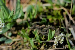 Eutrema edwardsii